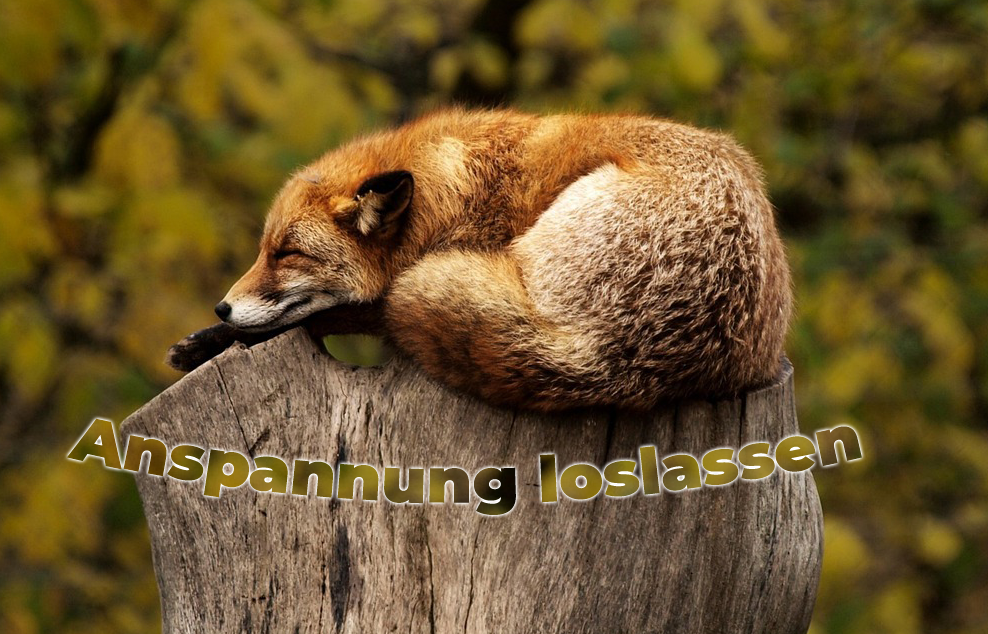 Somatic Experiencing Praxis in Kiel